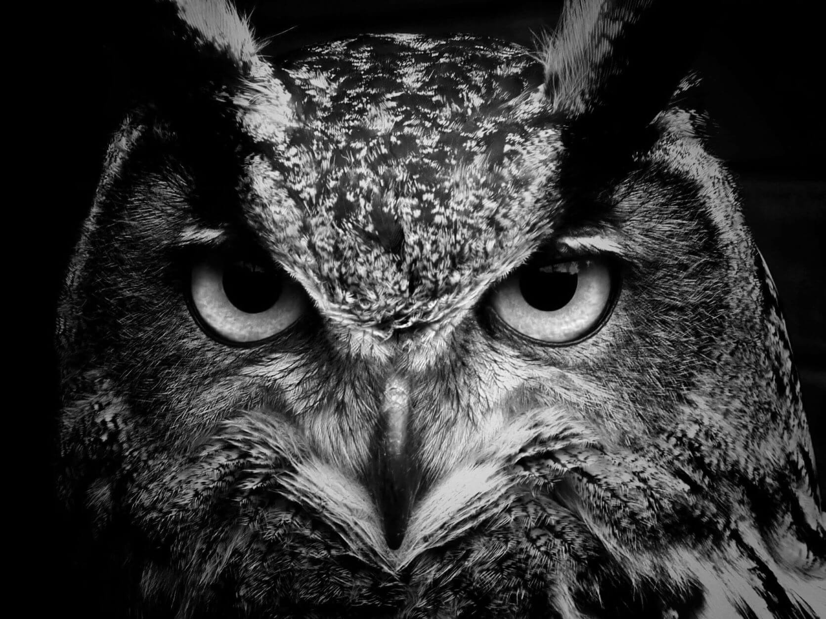 ConnectWise owl face black and white